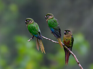 Three Marron-bellied Parakeets portrait on stick against dark background