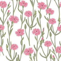 seamless pattern with maiden pink, field flowers, vector drawing wild plants at white background, floral elements, hand drawn botanical illustration