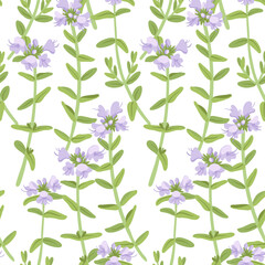 seamless pattern with thyme, field flowers, vector drawing wild plants at white background, floral elements, hand drawn botanical illustration