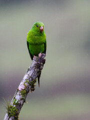 Plain Parakeet portrait on stick on rainy day against dark background