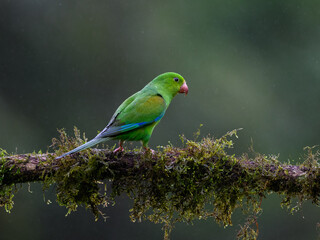 Plain Parakeet portrait on  mossy stick on rainy day against dark background