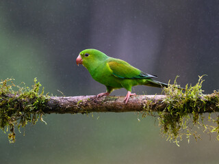 Plain Parakeet portrait on  mossy stick on rainy day against dark background