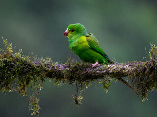 Plain Parakeet portrait on  mossy stick on rainy day against dark background