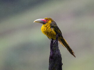 Saffron Toucanet portrait on  mossy stick on rainy day against dark background