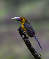 Saffron Toucanet portrait on  snag on rainy day against dark background