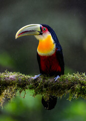Red-breasted Toucan portrait on  mossy stick on rainy day against dark background