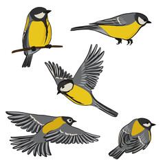 vector drawing bird, great tit, hand drawn songbird, isolated nature design element