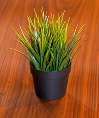 Green plant inside pot on wooden background