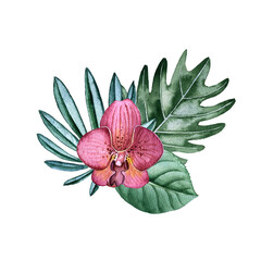 watercolor drawing tropical flower of orchid and green tropical leaves isolated at white background , hand drawn illustration
