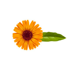 drawing realistic orange calendula flower and green leaf at at white background, hand drawn illustration,floral design element