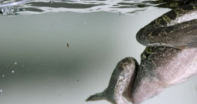 Frog swiming treding water in aquarium - close up on legs - isolated on white background