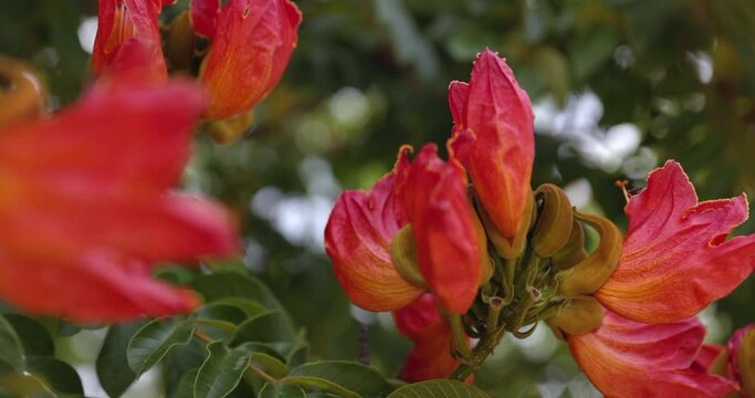 African Tulip Tree flower in the wild beautiful - close up