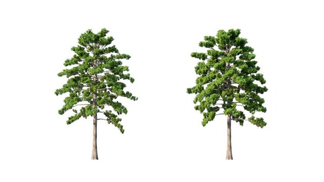 Growing trees isolated with alpha.3D animation growth grow from small to large, White Pine trees animate in the wind include alpha channel tree. Tree isolated Separated with alpha channels
