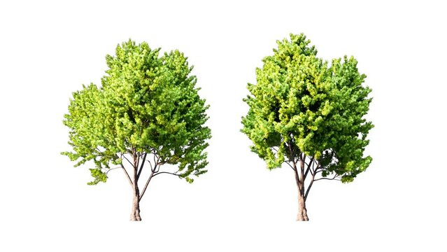 Growing trees isolated with alpha.3D animation growth grow from small to large, Crack Willow trees animate in the wind include alpha channel tree. Tree isolated Separated with alpha channels