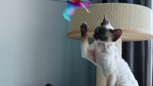 Tabby pointed Devon Rex cat playing with a wand toy. High quality 4k footage