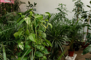 Modern plant store with planter pots on shelf for sale. Flowers on shelves. Different flowers pots on the shelves in flowers store. Potted flowers stand in racks. Hobby cultivation of house plants.