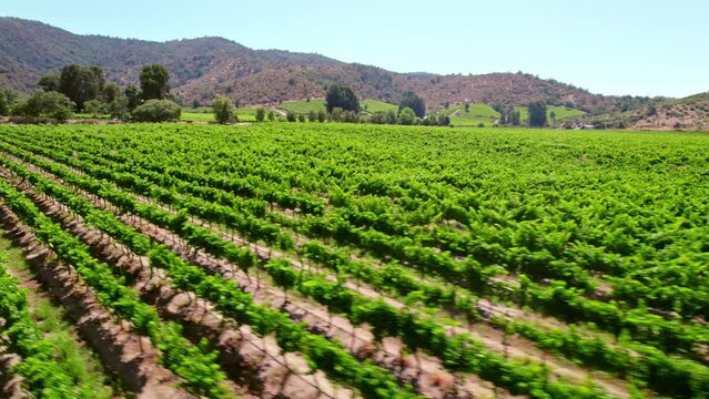 Aerial Drone Fly Above Peumo Vineyard Wine Growing Region Green Landscape, Chile Touristic Viticulture Production