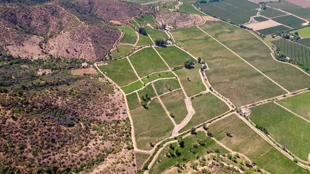 Peumo Vineyard Landscape in Chile, Grape Wine Production Varietals, Aerial Drone Fly Above Green Fields of Chilean Wine, Travel Destination