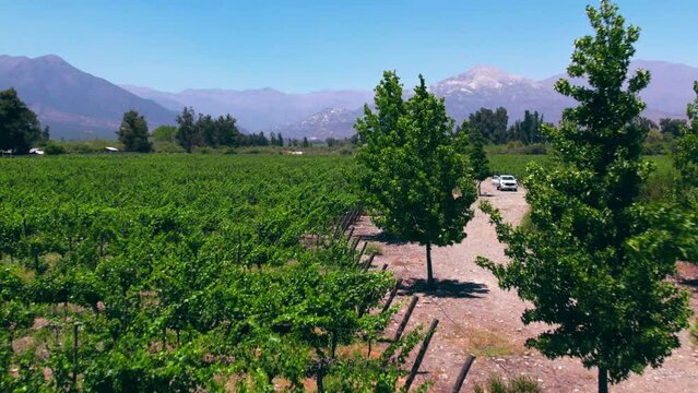 Aerial View Above Pirque Vineyard, Chile, Wine Growing Valley Fields below Andean Cordillera, Famous Grape Harvesting Region