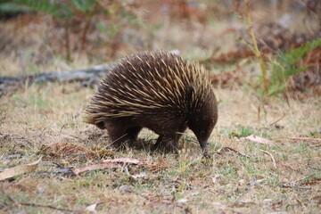 Short-beaked Echidna (Tachyglossus aculeatus), Cranbourne Botanic Gardens, Melbourne, Victoria, Australia.