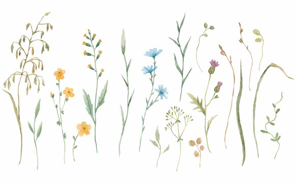 Beautiful floral set with hand drawn watercolor gentle wild herbs and flowers. Stock illustration.