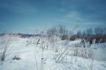 A cold winter day. Branches, driftwood, old trees. snow on autumn leaves.