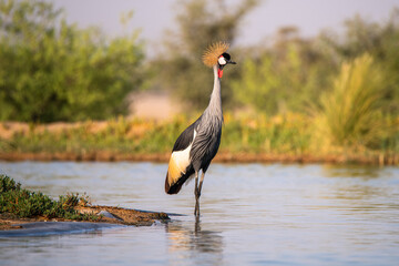 Grey crowned crane