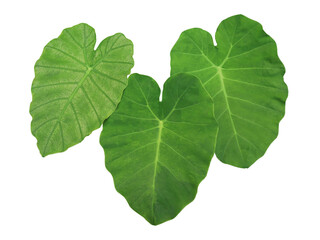 Elephant Ear or  Colocasia esculenta leaves. Close up green leaves of Elephant Ear tree isolated on transparent baclground.