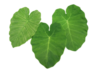 Elephant Ear or  Colocasia esculenta leaves. Close up green leaves of Elephant Ear tree isolated on transparent baclground.