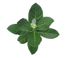 Crown Flower or Giant Indian Milkweed or Gigantic Swallow-wort flower bouquet isolated on transparent background.