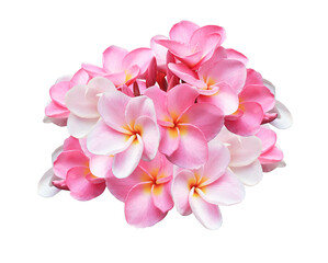 Plumeria or Frangipani or Temple tree flower. Close up pink-yellow frangipani flowers bouquet isolated on transparent background.