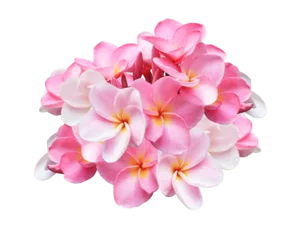 Fotobehang Plumeria or Frangipani or Temple tree flower. Close up pink-yellow frangipani flowers bouquet isolated on transparent background. © Tonpong