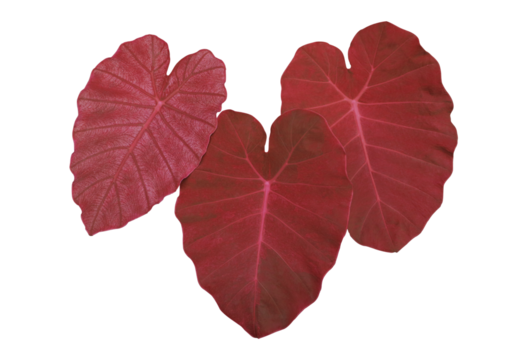 Elephant Ear or Colocasia esculenta leaves. Close up gred leaves of Elephant Ear tree isolated on transparent baclground. - Powered by Adobe