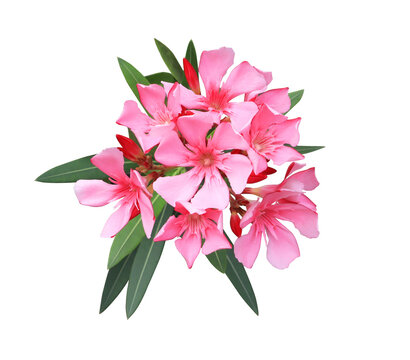 Oleander or Sweet Oleander or Rose Bay flowers. Close up pink flowers bouquet isolated on transparent background.