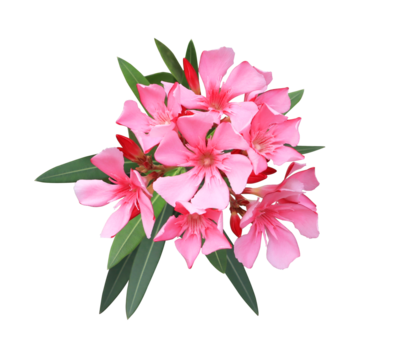 Oleander or Sweet Oleander or Rose Bay flowers. Close up pink flowers bouquet isolated on transparent background.