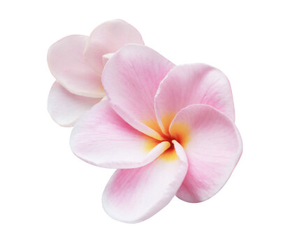 Plumeria or Frangipani or Temple tree flower. Close up pink-yellow frangipani flowers bouquet isolated on transparent background.