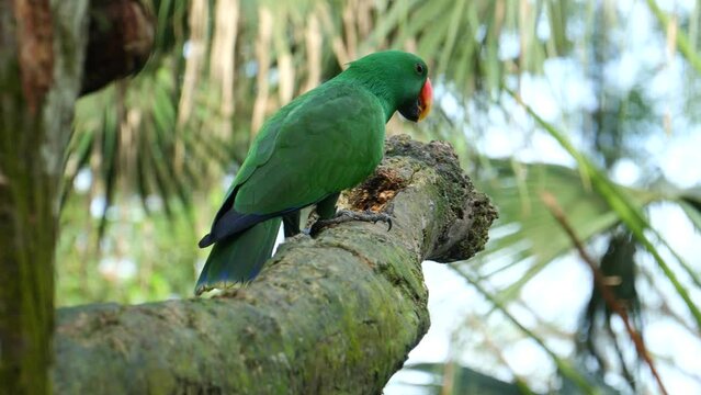a parrot resting on tree 