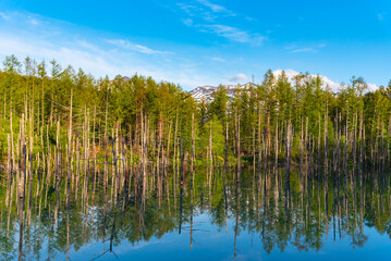Blue pond (Aoiike) with reflection of tree in summer, located near Shirogane Onsen in Biei Town, Hokkaido, Japan 