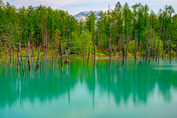Obraz premium Blue pond (Aoiike) with reflection of tree in summer, located near Shirogane Onsen in Biei Town, Hokkaido, Japan 