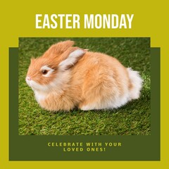 Image of easter monday text over rabbit on grass