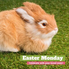 Image of easter monday text over rabbit on grass