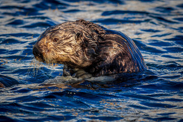 Nefarious Sea Otter prepares to slink beneath the waves. - obrazy, fototapety, plakaty