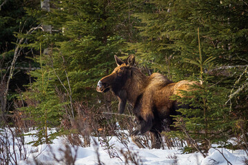 No moose steak about it, you should download this photo.