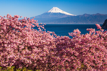 西伊豆井田から富士山と河津桜