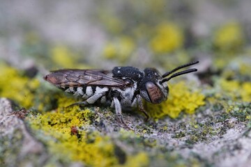 Detailed closeup on a very small female mediterranean parasitic sharp-tailed bee, Coelioxys afer