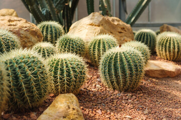 Obraz premium Closeup image of Golden Barrel Cactus or Echinocactus grusonii in botanic garden
