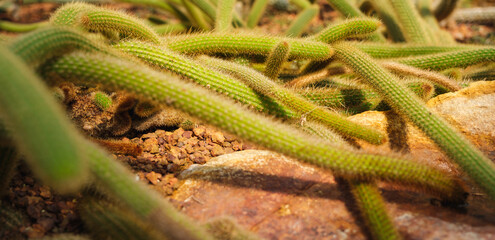 Closeup image of Monkey tail cactus or Cleistocactus winteri in botanic garden
