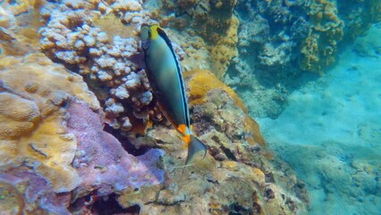 Tropical coral reefs, underwater life with colorful fishes in pacific ocean