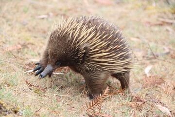 Short-beaked Echidna (Tachyglossus aculeatus), Cranbourne Botanic Gardens, Melbourne, Victoria, Australia.
