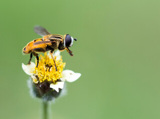 background texture nature animal bee bee insect flower on green 